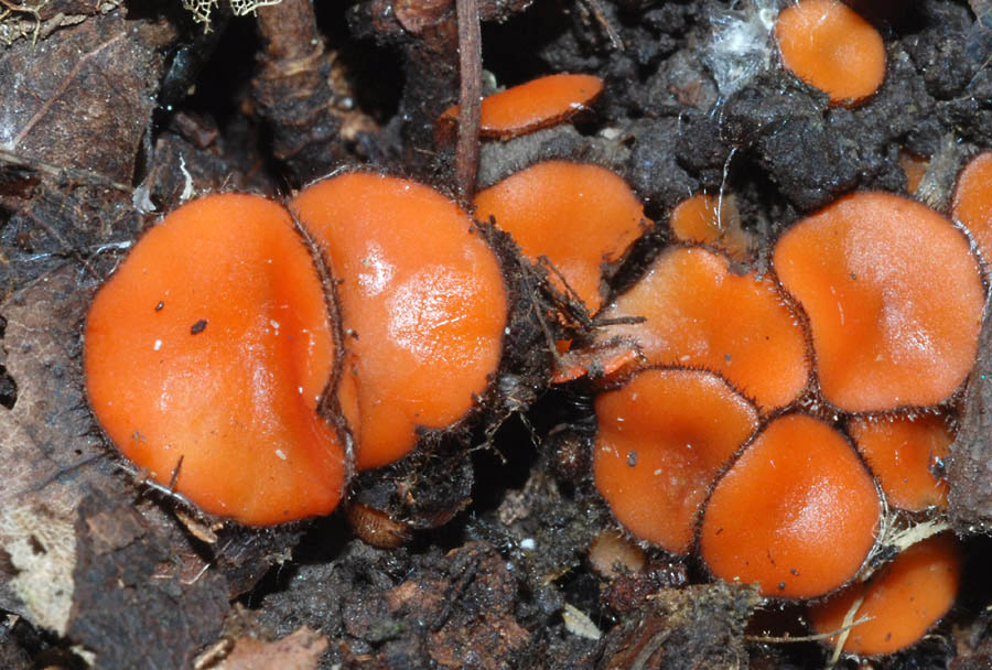 Scutellinia sp